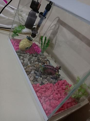akvarium az: Akvaryum dəsti Sınıqı çatı yoxdu əla vəziyyətdədir hərşeyi var — 3
