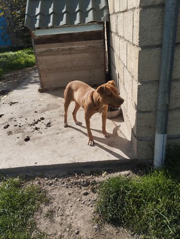 pitbul itleri: Pitbul