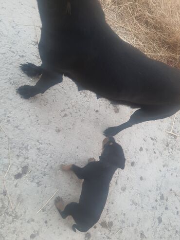 it bala: Doberman, 2 il, Ünvandan götürmə