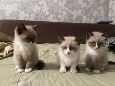 сиамские котята: Кошка даром: Сиамская, 2 месяца, Мальчик, Приучена к лотку, Проглистована, С прививками