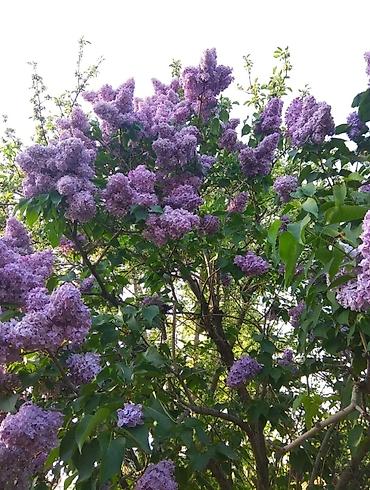 Сирень: Продаю саженцы. Сажать и пересаживать нижеперечисленное нужно весной — 7