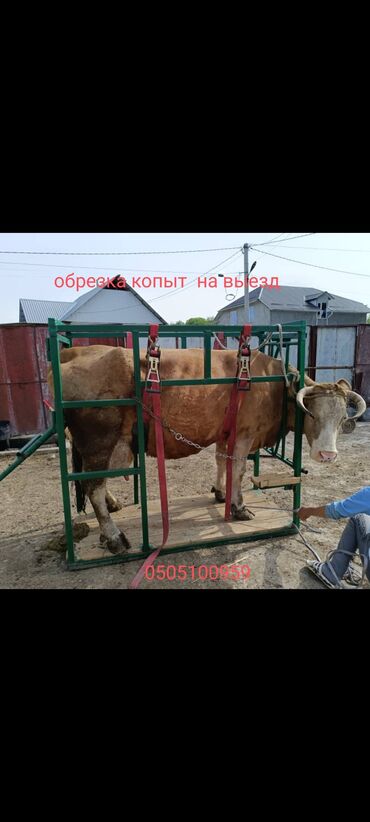 Услуги ветеринара: Профессиональная обрезка копыт на выезд Выезд на весь Сокулукский