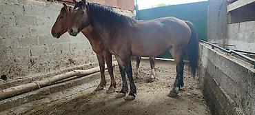 Лошади, кони: Продаю | Кобыла (самка) | Рабочий — 8