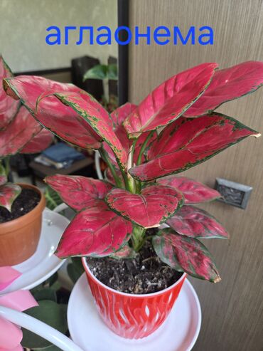 водоросли для аквариума купить: Продаю домашние цветы. Разные! Много! Здоровые и Красивые! Цветы