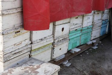 Товары и оборудование для с/х животных: Ульи около 45 комплектов. Рутовская система, корпусные, пригодны для — 15