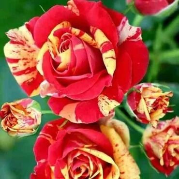 Садовые цветы и кустарники: Саженцы цветка: Розы — 3