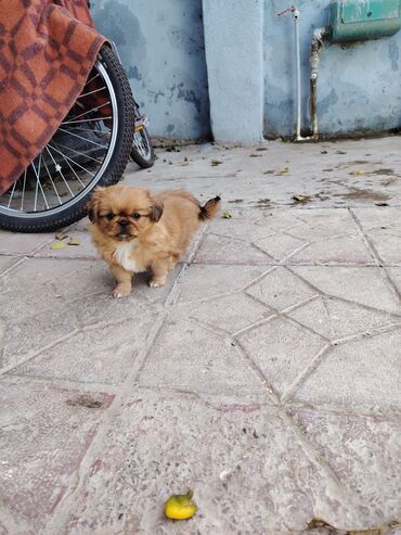 İtlər: Pekines — 8