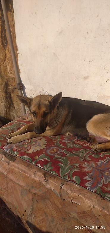 Продажа собак: Восточноевропейская овчарка, 1 месяц, Самка — 5