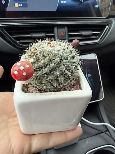 Кактусы: 🌵 Декоративный набор кактусов 🌵 Идеально для дома или офиса — 3