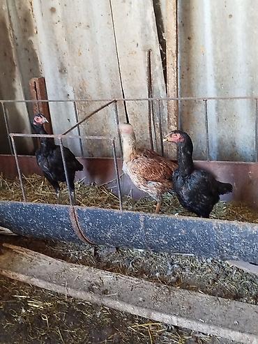 Куры, петухи: Продаю | Петух | Бойцовая | Для разведения — 8