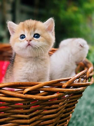 вязку: Вязка кошек ! Не продажа ! Шикарный клубный котик Шотландский — 10