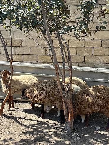 Qoyunlar, qoçlar: Quzular – yerli cins qarışığı, həm ət, həm də saxlamaq üçün münasib — 13