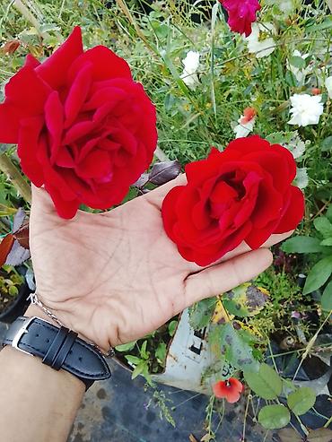 Çöl bitkiləri: 050 898'75'40 📲 050 590 41 46 🪴Hərnöv🪻güllerin🌴Ağaclərin Sifarişi🌲 — 10