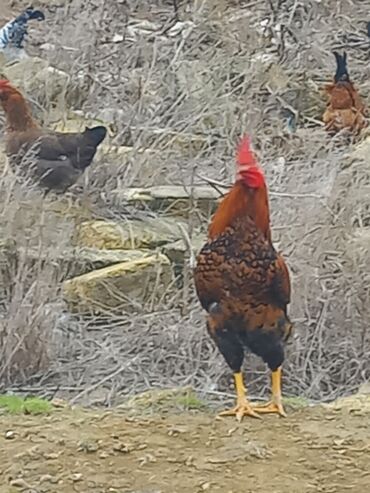 Toyuqlar: Salam xoruzlar satılır 6 aylıq xoruzlardır inkivatortdan çıxan cücələr — 9