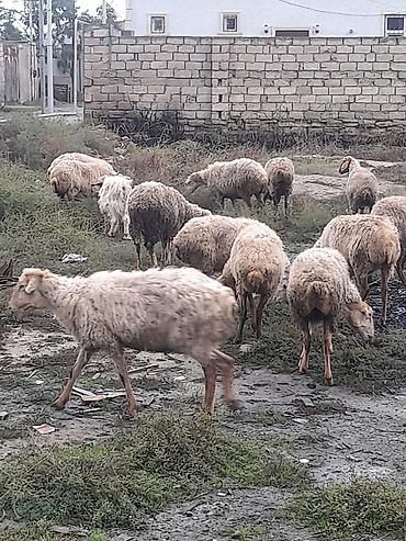 lalafo qoyunlar: Qoyun sürüsü – yerli ətlik/yunlu tip Məhsul təsviri: - Şəkillərdə — 6