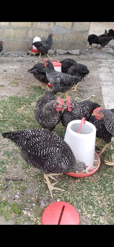 cins ineklerin satisi 2018: Toyuq, Damazlıq