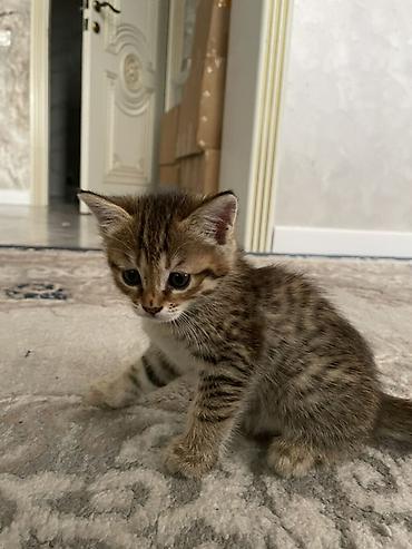Кошки: Котята шотландской породы скоттиш-страйт — 2