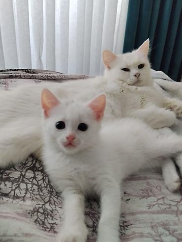 Кошки: Ağ tüklü, dəyirmi üzü və qısa burunlu balaca pişik balaları. Yumşaq — 5