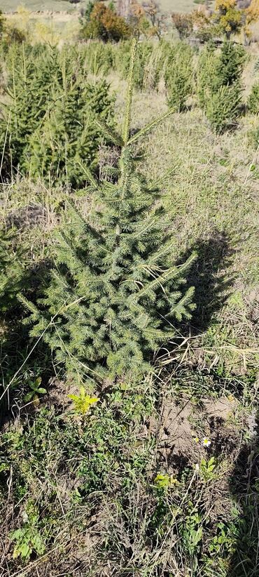 Декоративные деревья: Саженцы деревьев: Ели — 14