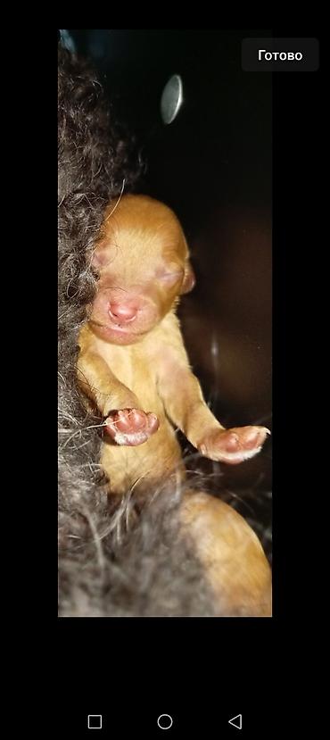 cins itler: 🐶 Bakıda Maltipoo balaları satılır — 7 bala! ❤️ 6 oktyabr 2026-cı il — 5