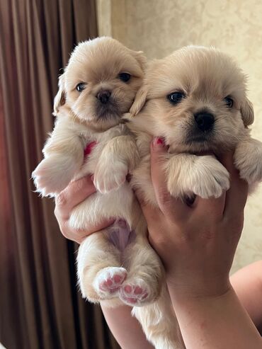 itlət: Pekines, 1 ay, Erkek, Peyvəndli, Ünvandan götürmə