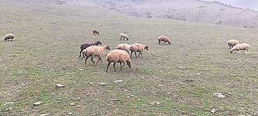 at sudu satisi: 50 baş qoyun satılır 2 qoç 48 qoyun cavan heyvanlardır çoxusu boğazdır — 4