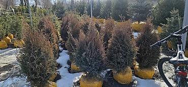 Искусственные ёлки: Ёлка,сосна,голубые ели,пихта,берёза — 9