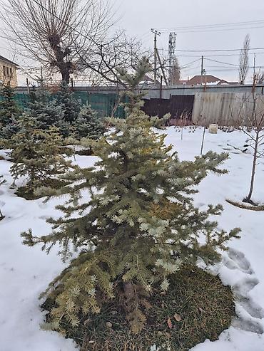 Ель: Ели для озеленения участка - Породные хвойные деревья с плотной — 5