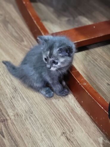 ковчег приют для животных бишкек: Кошка даром: Беспородная, 1 месяц, Девочка, Приучена к лотку