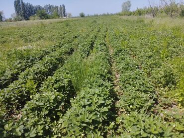 участки в сокулук: Для сельского хозяйства, Генеральная доверенность, Красная книга, Договор дарения