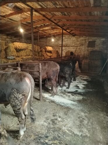 Inəklər, öküzlər: 6 baş dana satilir — 6