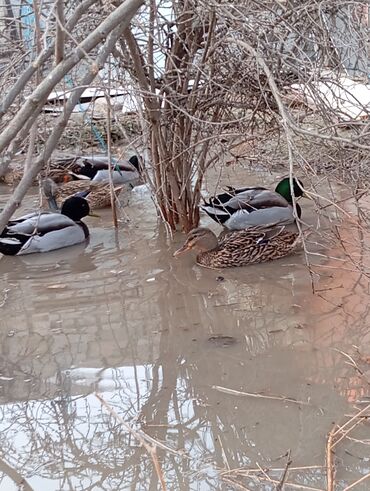 Digər quşlar: Esil Qafqaz qirqovulu tek xoruz 200azn unvan Gence basqa nov — 9