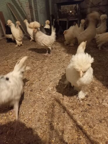 Cücələr: Məhsul: Toqquz-tüklü (toppuzbaş) dekorativ cücələr və gənc toyuqlar — 10