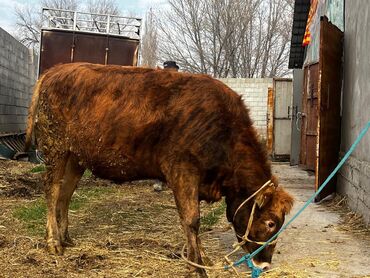 Коровы, быки: Продаю | Корова (самка) | Для молока | Привязанные — 7