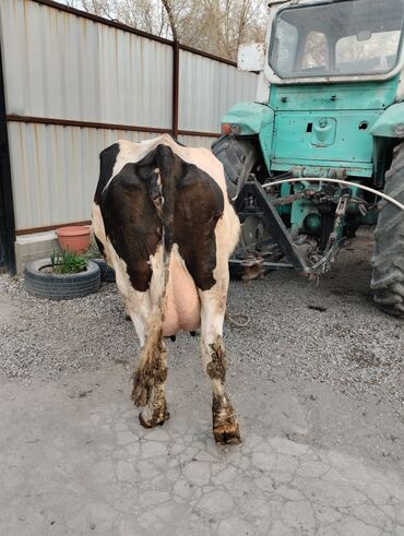 продаю дойную корову: Продаю | Корова (самка) | Голштин, Алатауская | Для разведения, Для молока | После отела