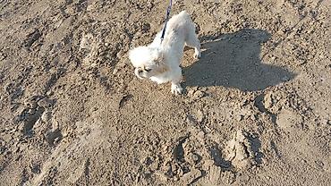 ev itləri satışı: Pekines, 8 ay, Dişi, Peyvəndli, Ünvandan götürmə — 6