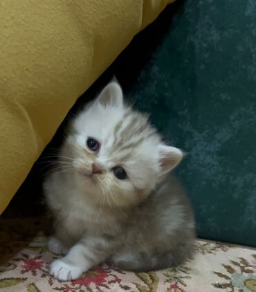 Pişiklər: Şotland, Dişi, Yaxşı əllərə, Ünvandan götürmə, Pulsuz çatdırılma, Ödənişli çatdırılma — 10