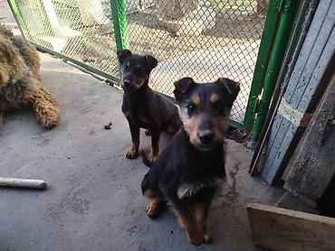 Отдам даром собаку: Щенки среднего типа,метисы,4 месяца, жёсткошёрстные, окрас — 13
