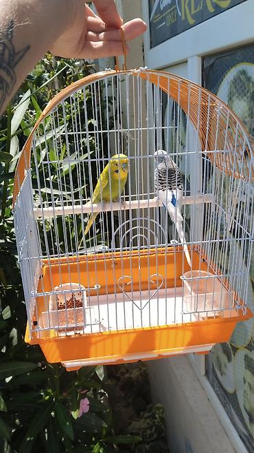 bulbul qefesi: Watsap elaqe qwfes qarisiq 45 cutler Bülbül qəfəsi və 2 dalğıç (büdcə — 1