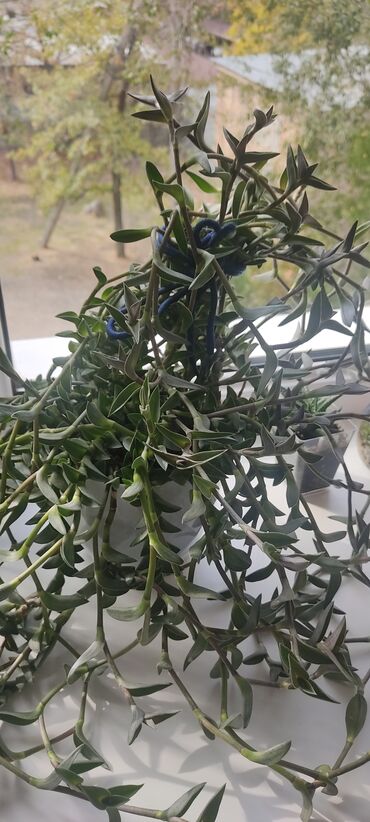 клематис бал цветов купить: Большая и пышная традесканция, пересажена в новый горшок и грунт