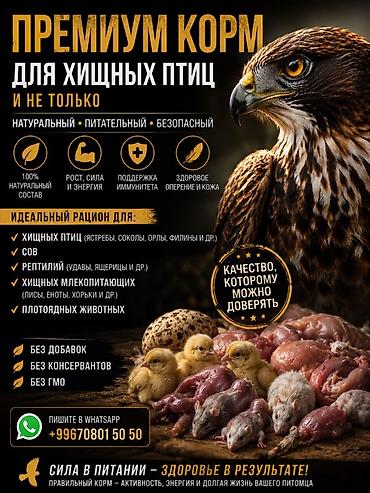 живой корм: Премиум-корм для хищных птиц и не только Натуральный, питательный и — 1