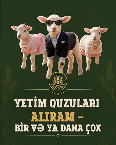 ferma coban: Xidmət: Yetim quzuların alınması Təsvir: - Yetim qalan quzuların — 1