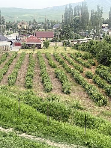 Продажа участков: 18 соток, Для строительства, Красная книга, Тех паспорт — 1