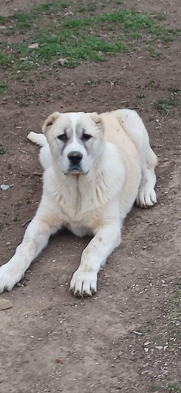 İtlər: Qurdbasar, 4 ay, Dişi — 3