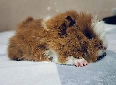 ev heyvanları satışı: Ev heyvanı – Qvineya donuzu (shiba, peruvian guinea pig) - Cins: Uzun — 4