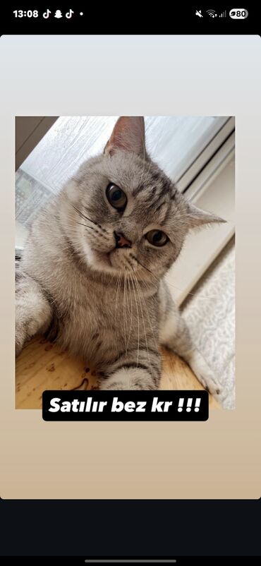 ağ pişiy: Şotland, Erkək, Yaxşı əllərə, Pulsuz çatdırılma lalafo.az -da ağ pişiy: Şotland, Erkək, Yaxşı əllərə, Pulsuz çatdırılma