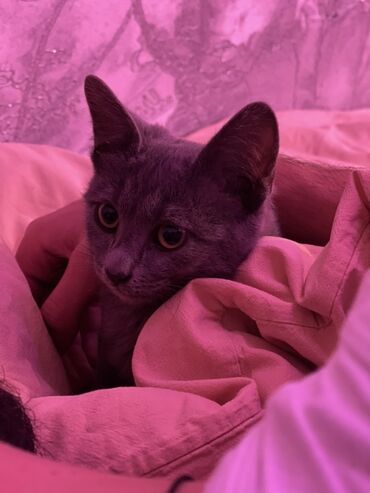 pulsuz pişik balalari 2021: Britan, Yaxşı əllərə