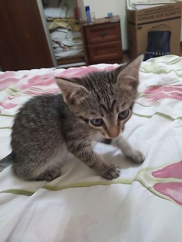 кошка беловодск: Котёнок полосатый (серый тигровый окрас) - Возраст: котёнок — 1