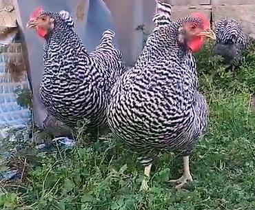 🐔 SAF CİNS PLYMOUTH AMROCK TOYUQLARININ DAMAZLIQ YUMURTALARI SATILIR