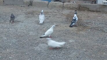 Göyərçinlər: Məhsul: Güvənçinlər (xüsusi uçuş və rəng çeşidləri) Təsvir: - — 15